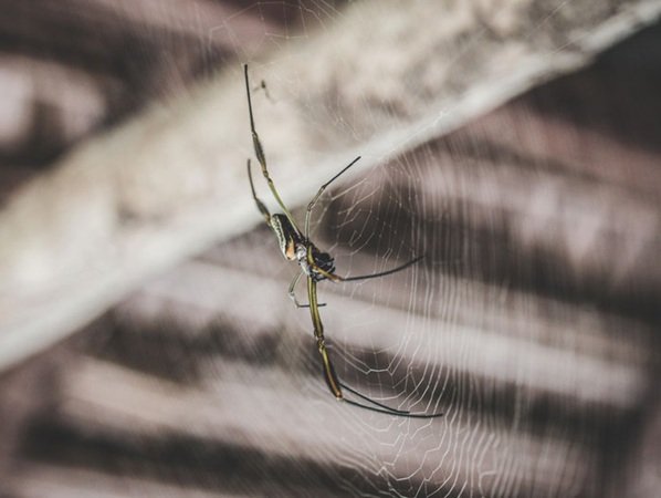 Ghaziabad Pest Control | +91 7011353628