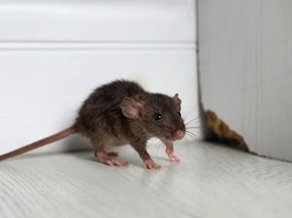 Ghaziabad Pest Control | +91 7011353628